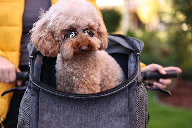 Woman with bicycle and cute Toy Poodle dog in sunglasses outdoors, closeup