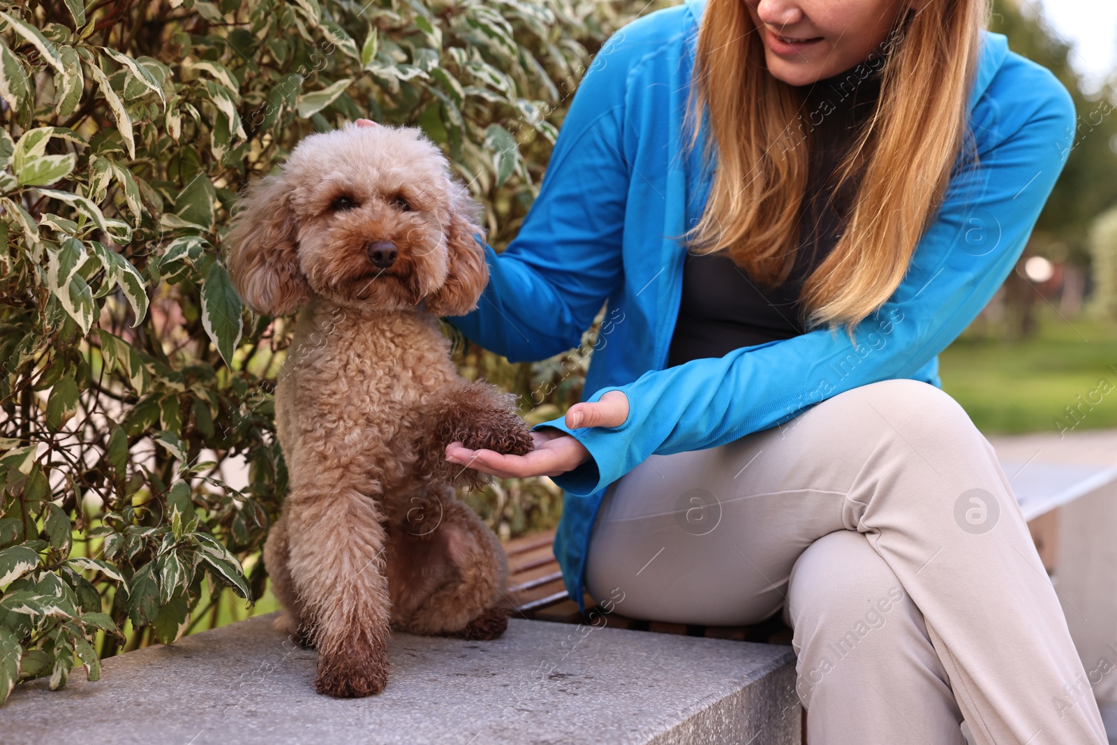 Photo of Cute Toy Poodle dog giving paw to owner outdoors, closeup