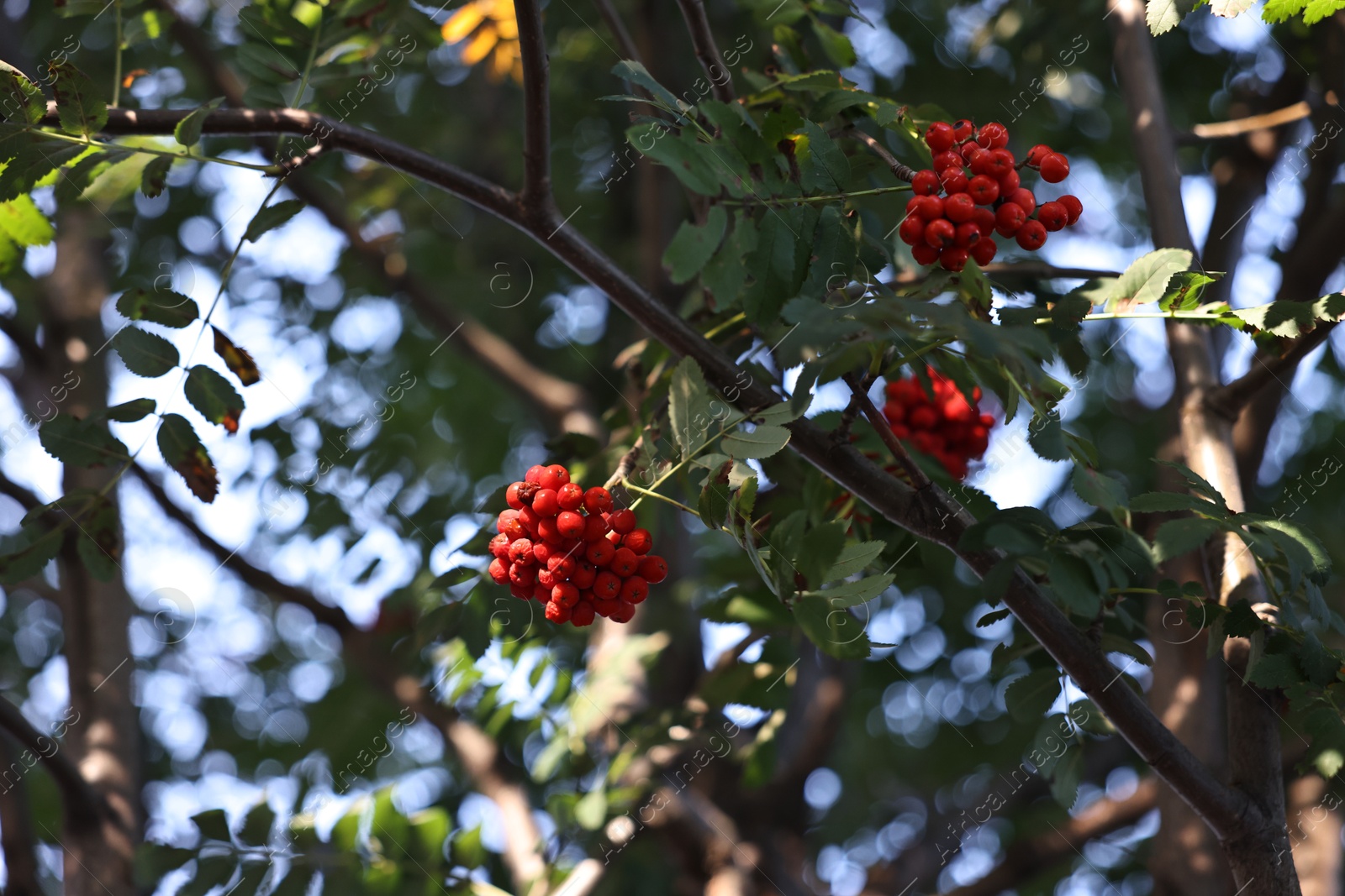 Photo of Rowan tree with red berries growing outdoors, low angle view