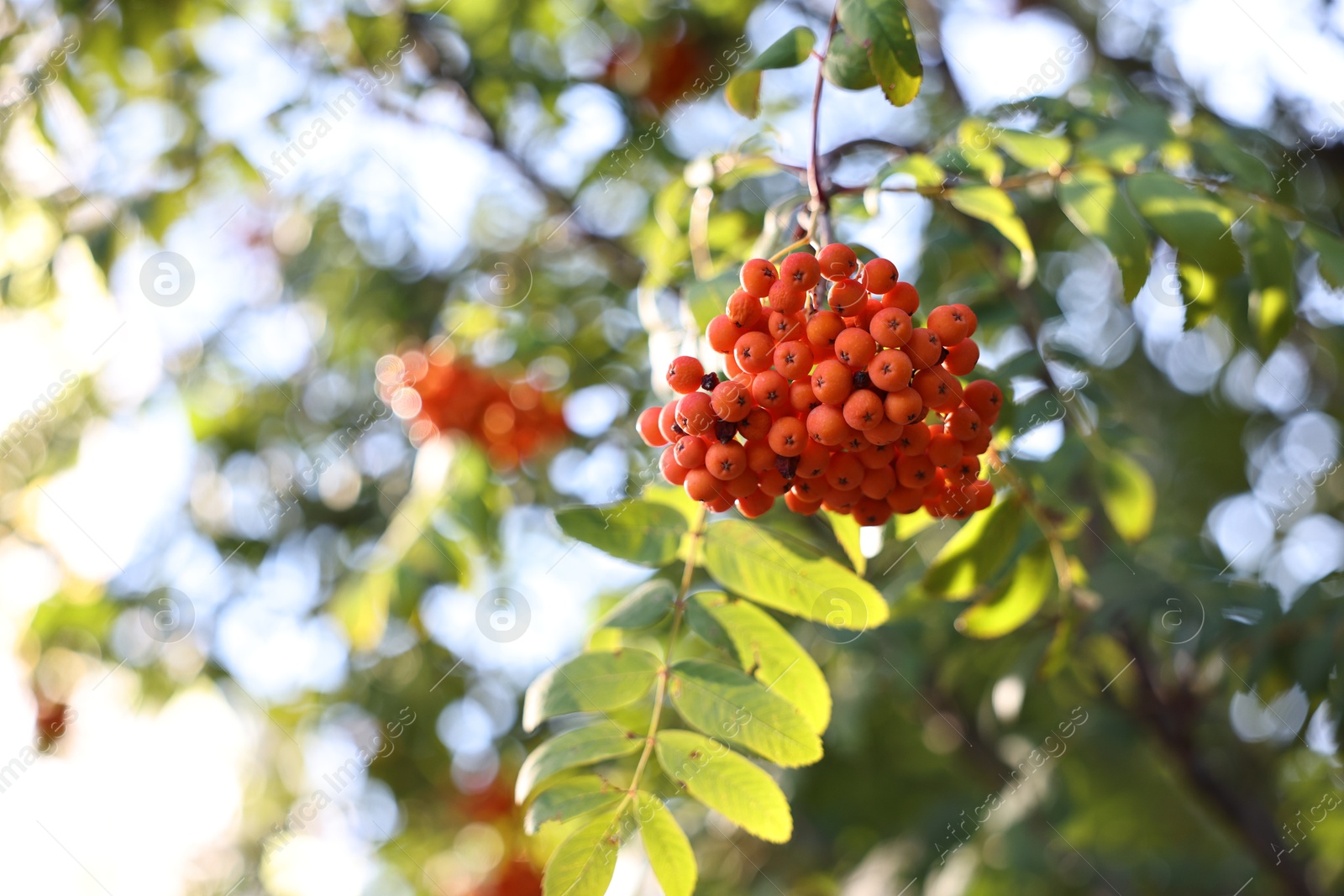 Photo of Rowan tree with red berries growing outdoors, low angle view