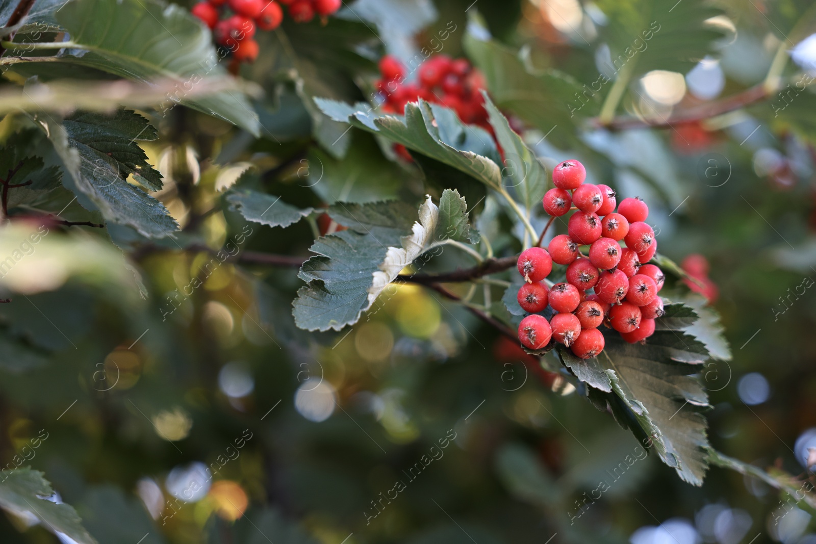 Photo of Rowan tree with red berries growing outdoors