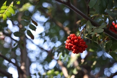 Photo of Rowan tree with red berries growing outdoors, low angle view