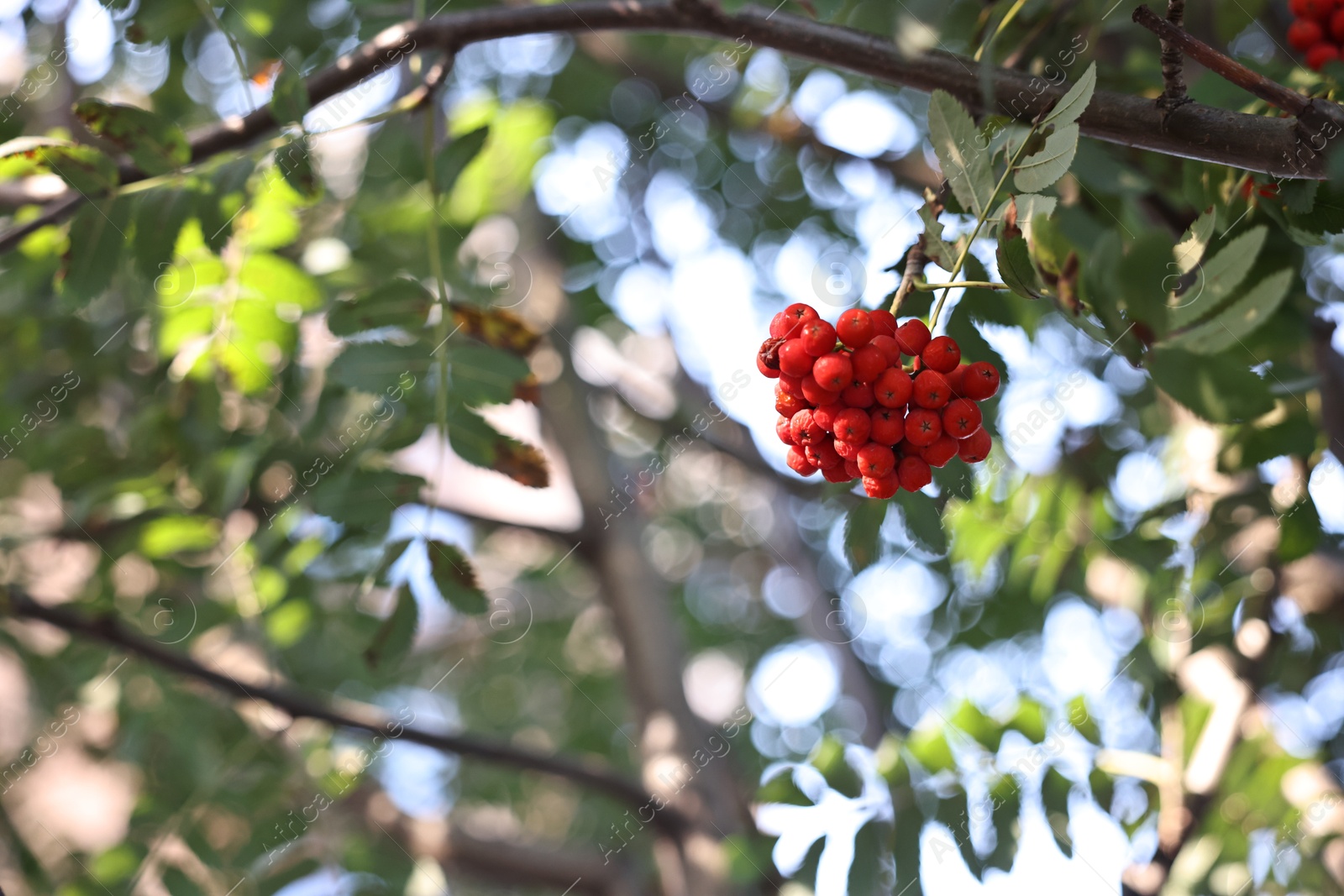 Photo of Rowan tree with red berries growing outdoors, low angle view