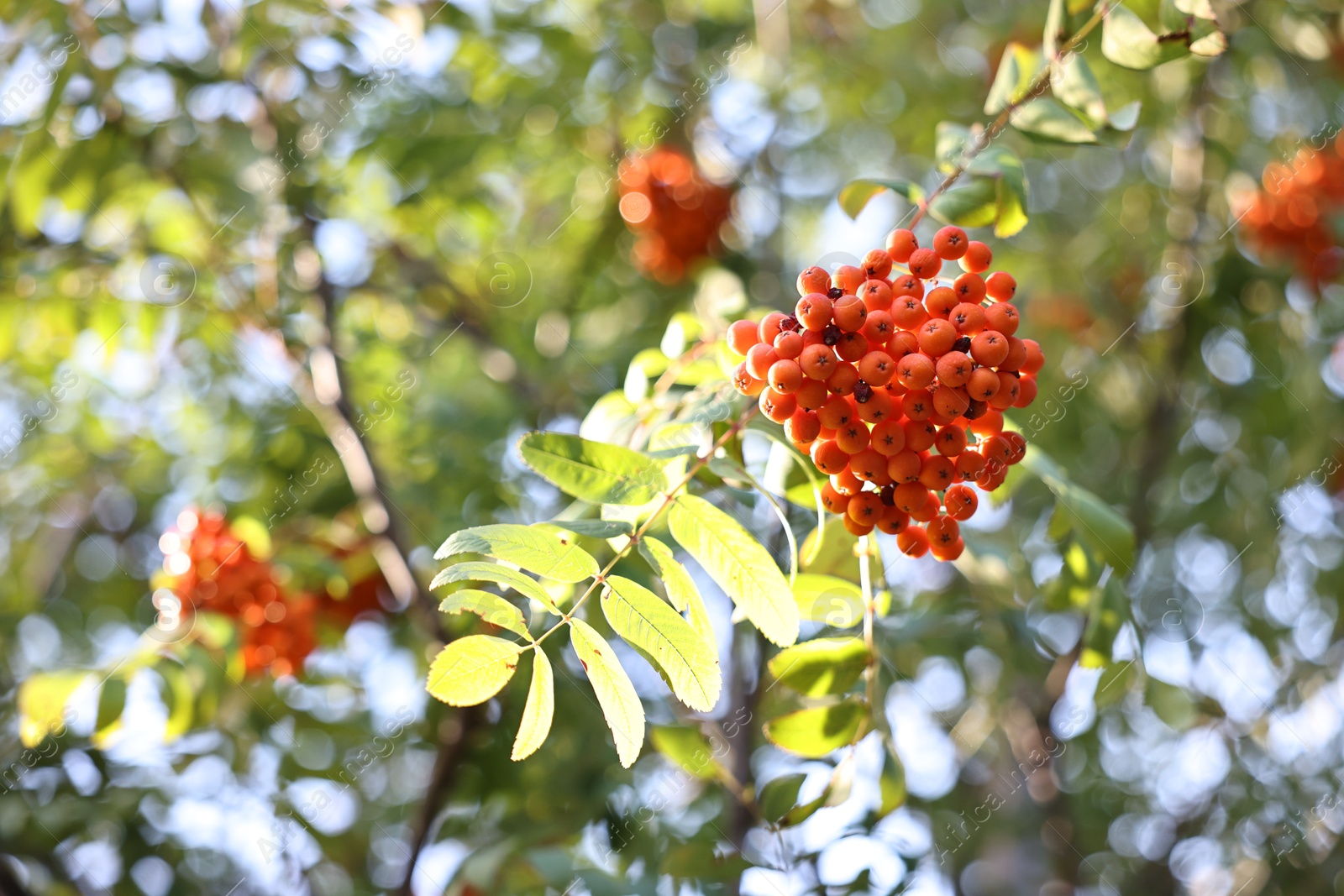 Photo of Rowan tree with red berries growing outdoors, low angle view