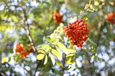 Photo of Rowan tree with red berries growing outdoors, low angle view