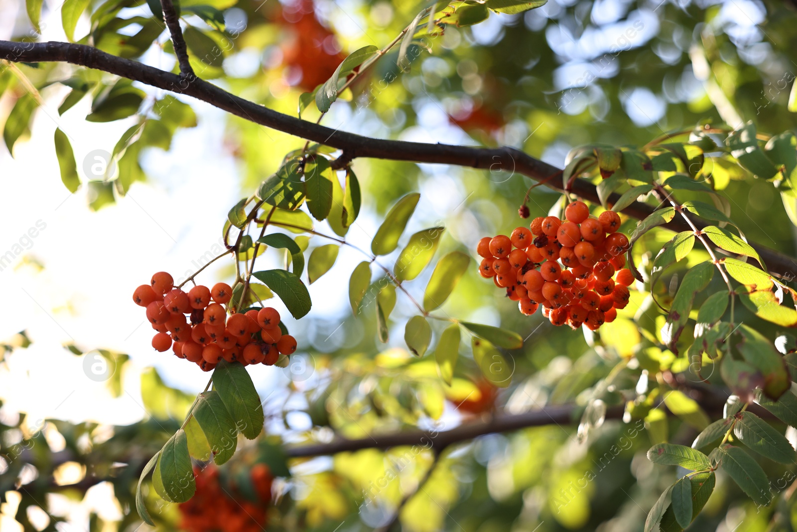 Photo of Rowan tree with red berries growing outdoors, low angle view