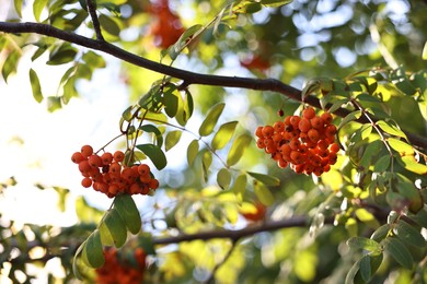 Photo of Rowan tree with red berries growing outdoors, low angle view