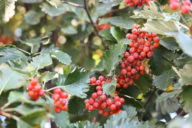 Photo of Rowan tree with red berries growing outdoors