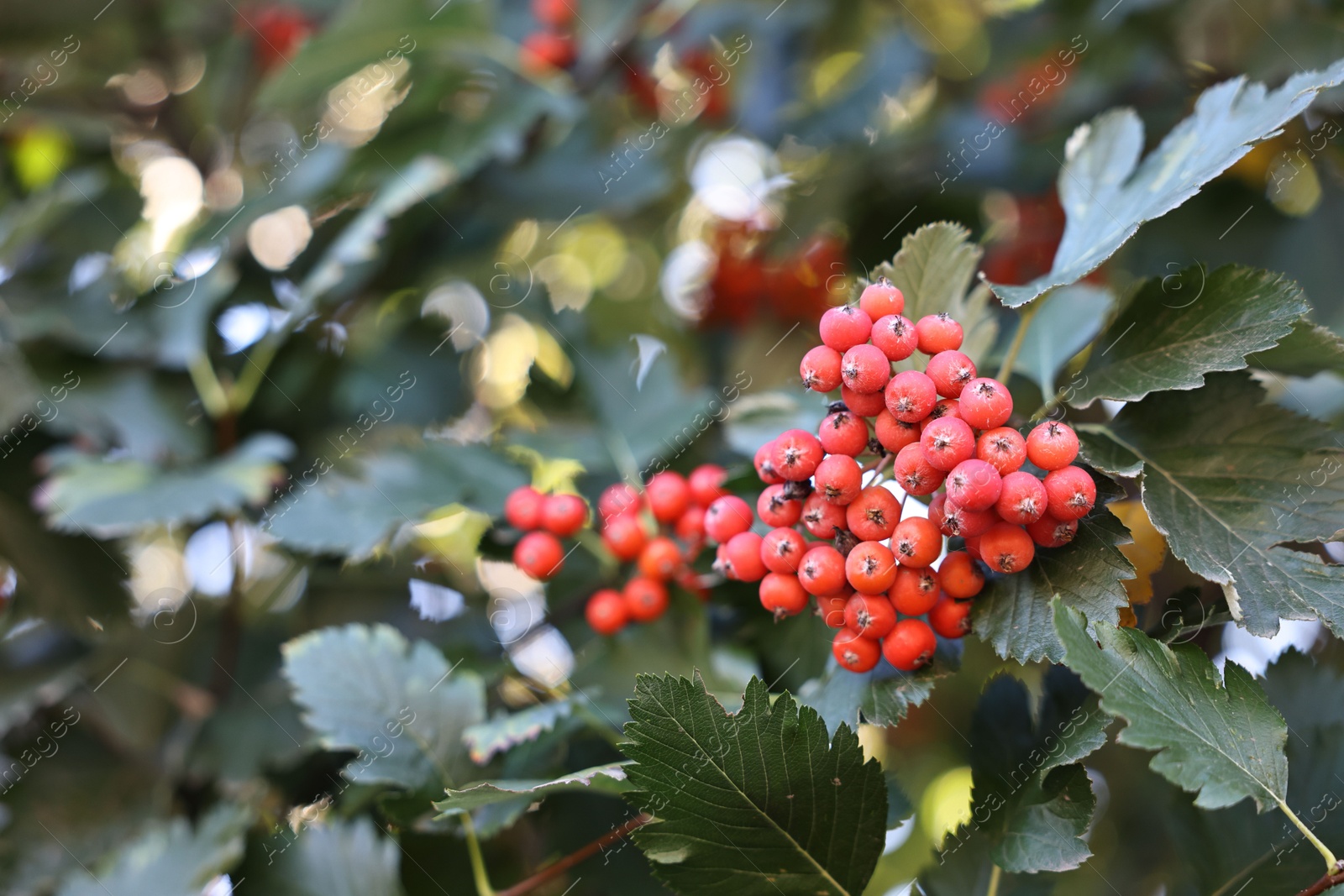 Photo of Rowan tree with red berries growing outdoors