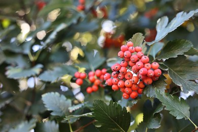 Photo of Rowan tree with red berries growing outdoors