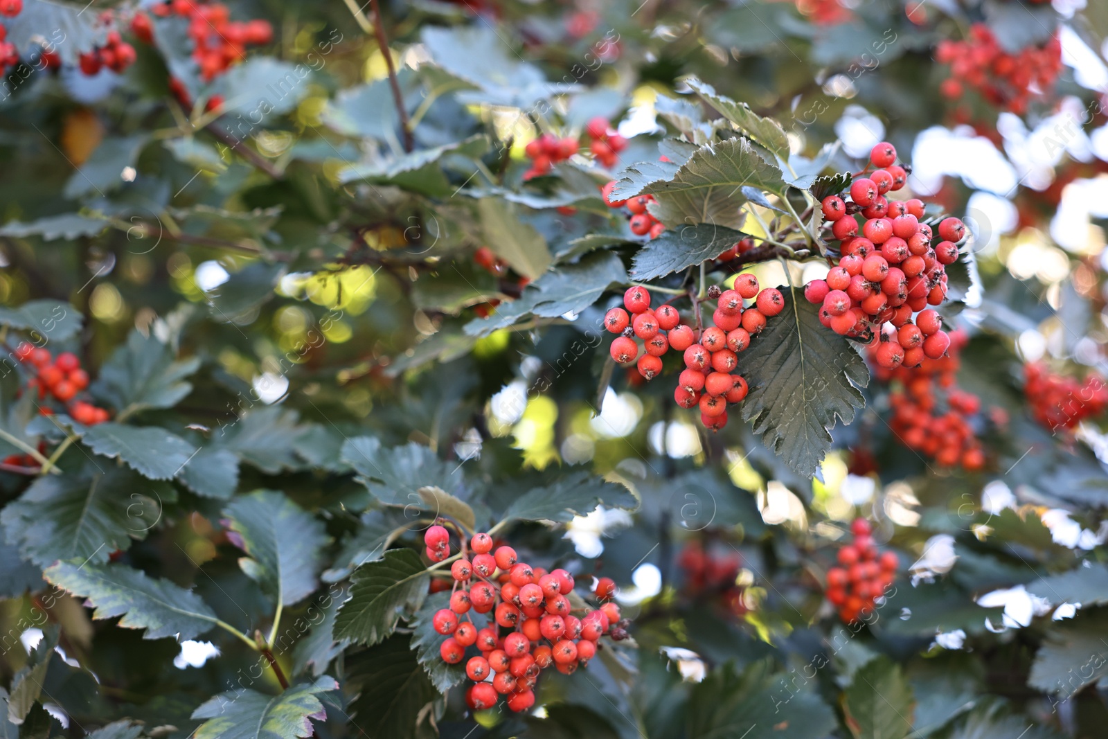 Photo of Rowan tree with red berries growing outdoors