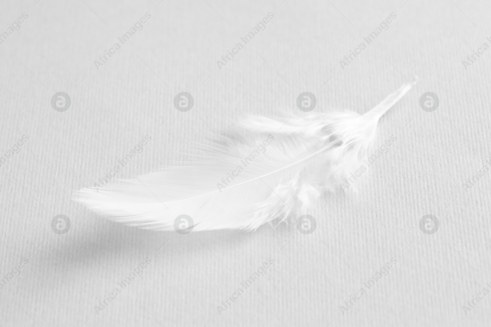 Photo of One white feather on light grey background, closeup