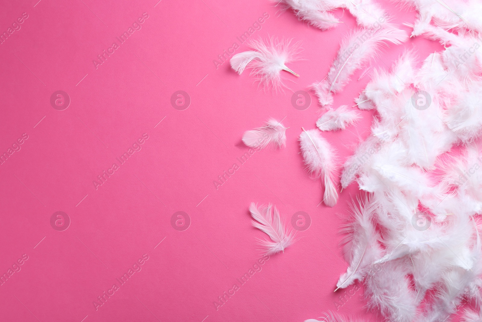 Photo of Many fluffy feathers on pink background, flat lay. Space for text