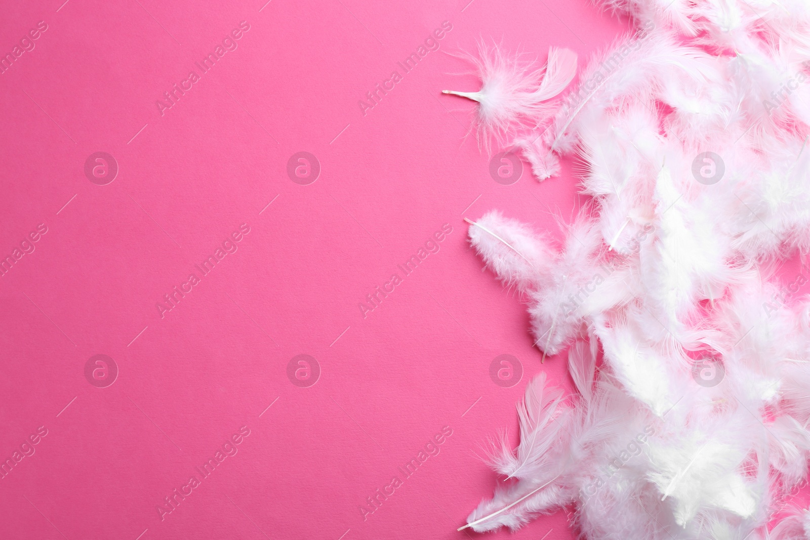 Photo of Many fluffy feathers on pink background, flat lay. Space for text