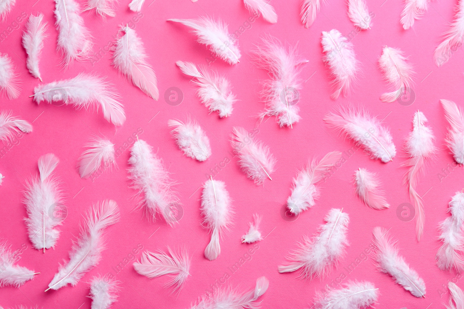 Photo of Many fluffy feathers on pink background, flat lay