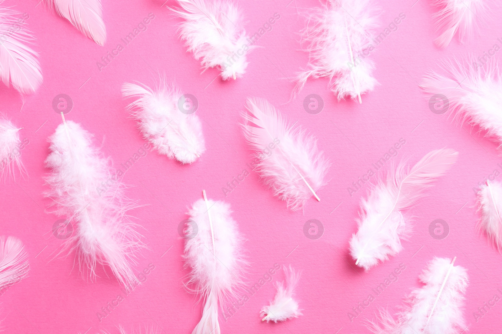 Photo of Many fluffy feathers on pink background, flat lay