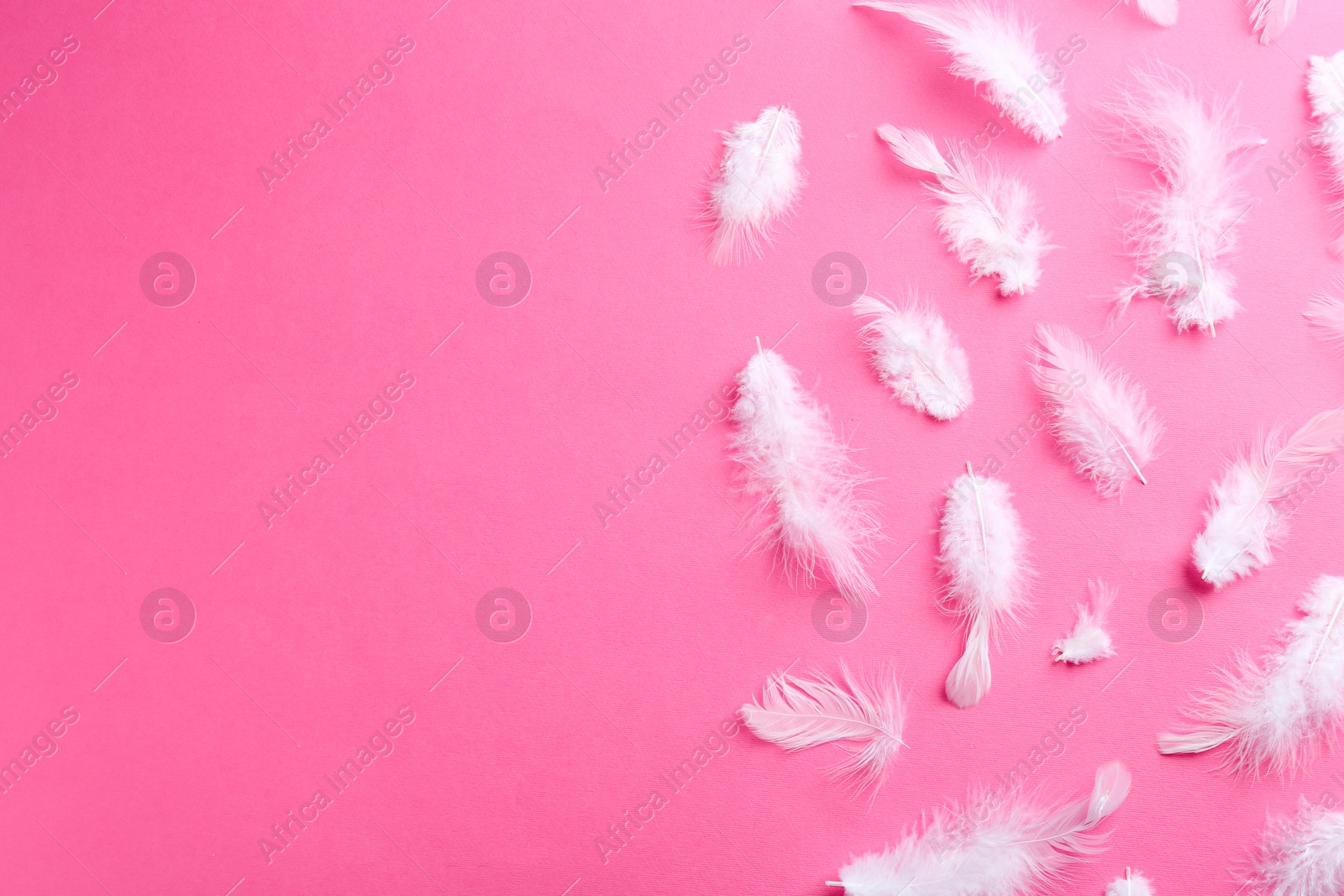 Photo of Many fluffy feathers on pink background, flat lay. Space for text