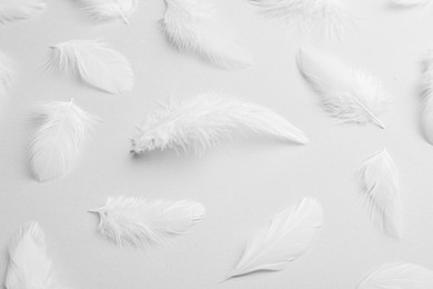 Photo of Beautiful fluffy feathers on light grey background, closeup