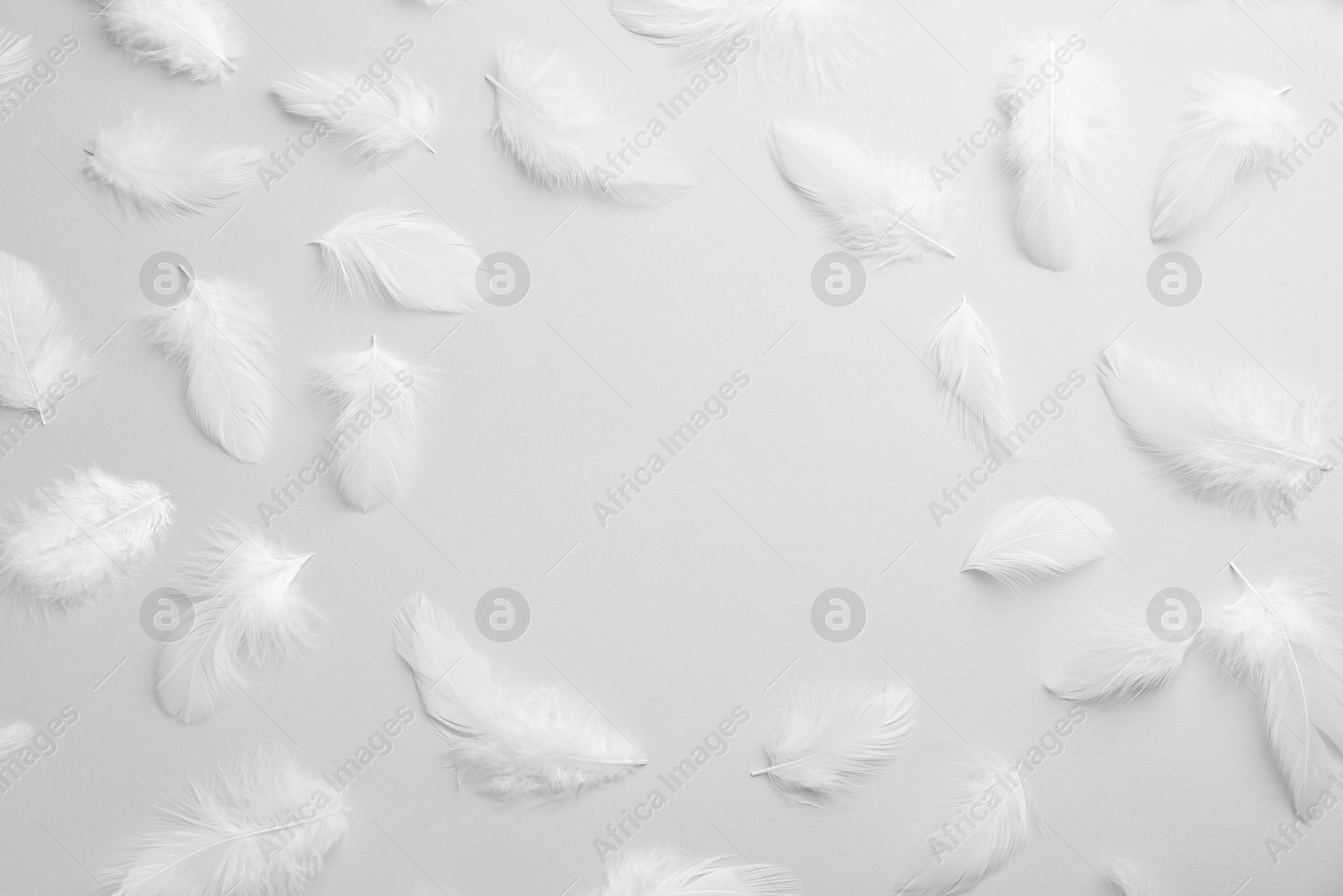 Photo of Frame of beautiful fluffy feathers on light grey background, flat lay. Space for text