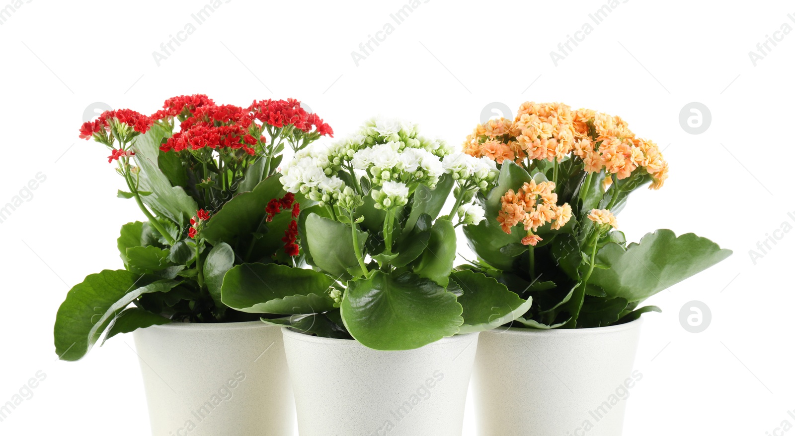 Photo of Different beautiful kalanchoe flowers in pots isolated on white