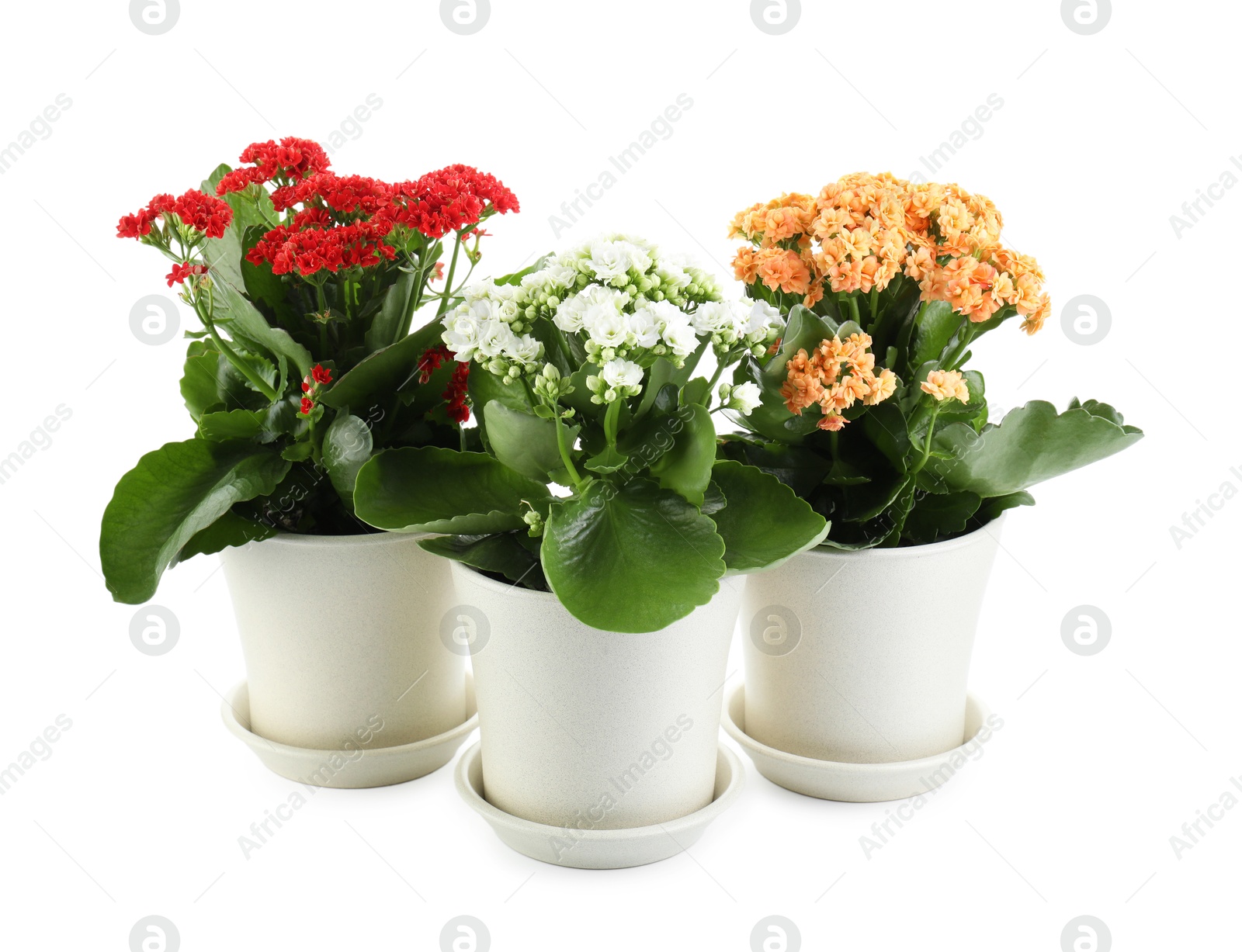 Photo of Different beautiful kalanchoe flowers in pots isolated on white