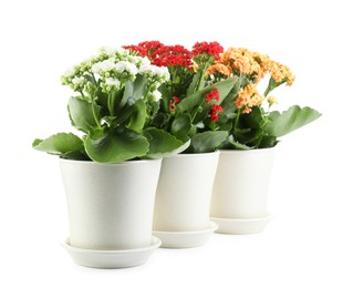 Photo of Different beautiful kalanchoe flowers in pots isolated on white