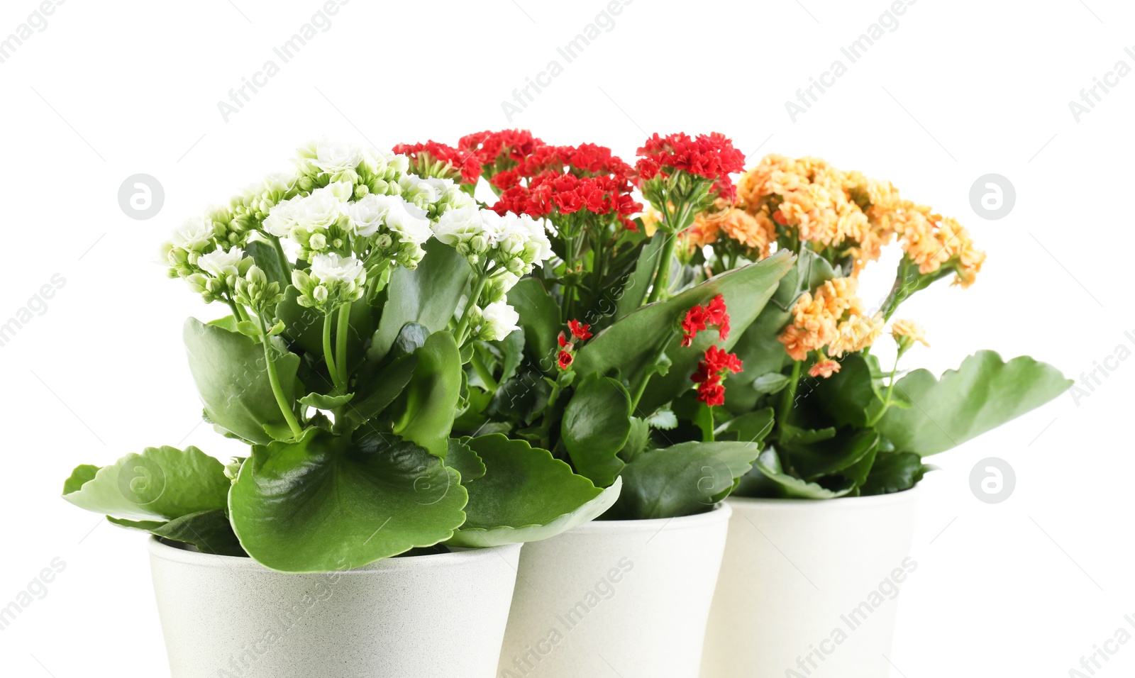 Photo of Different beautiful kalanchoe flowers in pots isolated on white