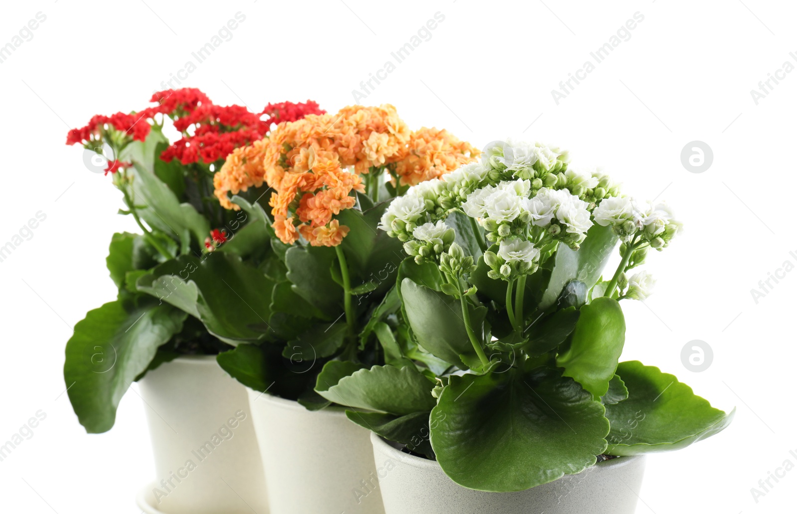 Photo of Different beautiful kalanchoe flowers in pots isolated on white