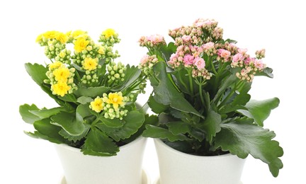 Different beautiful kalanchoe flowers in pots isolated on white