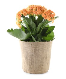 Photo of Beautiful orange kalanchoe flower in pot isolated on white