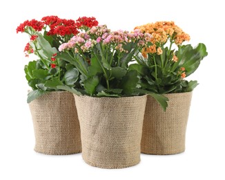 Photo of Beautiful kalanchoe flowers in pots isolated on white