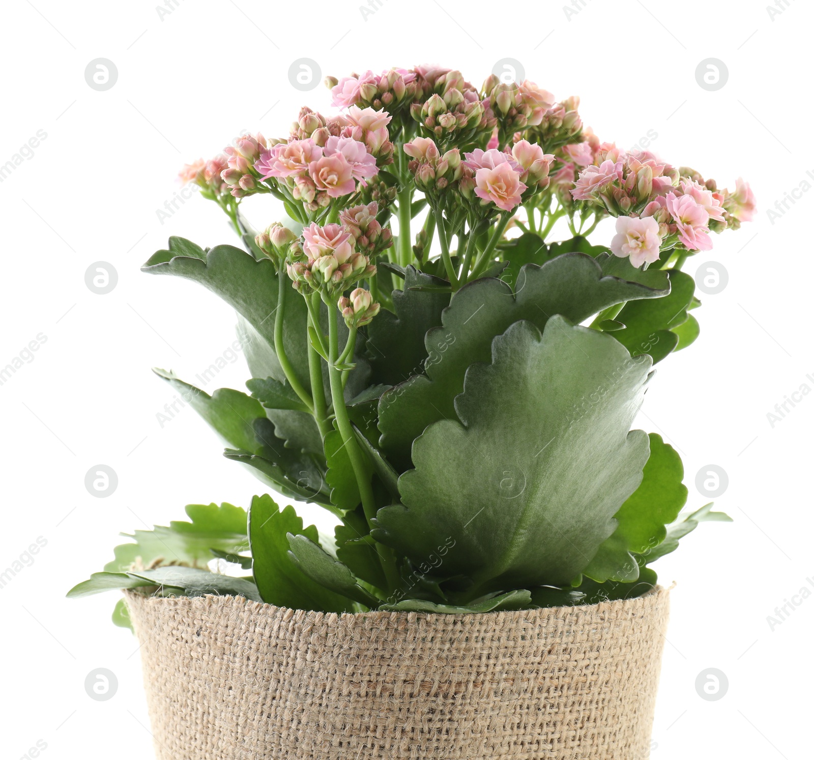 Photo of Beautiful pink kalanchoe flower in pot isolated on white