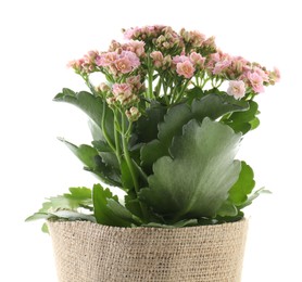 Photo of Beautiful pink kalanchoe flower in pot isolated on white