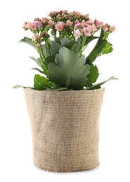 Photo of Beautiful pink kalanchoe flower in pot isolated on white