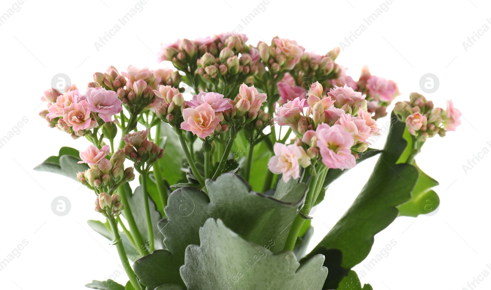 Photo of Beautiful pink kalanchoe flower isolated on white