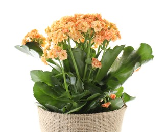 Photo of Beautiful orange kalanchoe flower in pot isolated on white