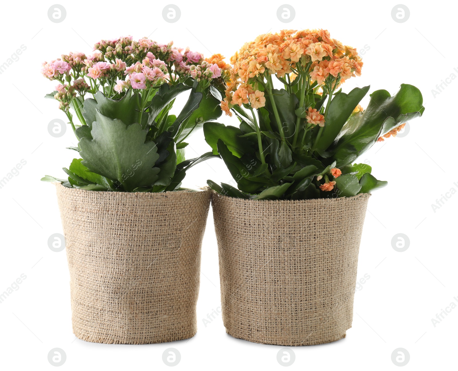 Photo of Beautiful kalanchoe flowers in pots isolated on white