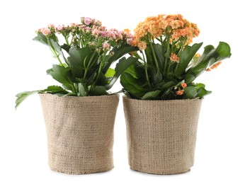 Photo of Beautiful kalanchoe flowers in pots isolated on white