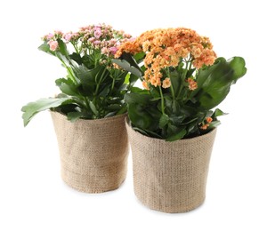 Photo of Beautiful kalanchoe flowers in pots isolated on white