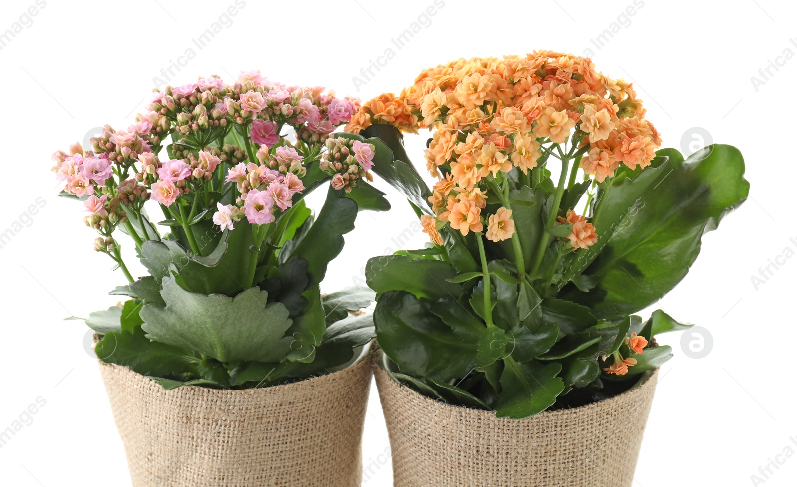 Photo of Beautiful kalanchoe flowers in pots isolated on white