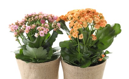 Photo of Beautiful kalanchoe flowers in pots isolated on white