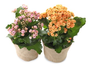 Beautiful kalanchoe flowers in pots isolated on white