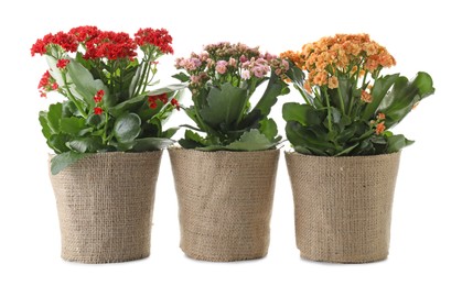 Beautiful kalanchoe flowers in pots isolated on white