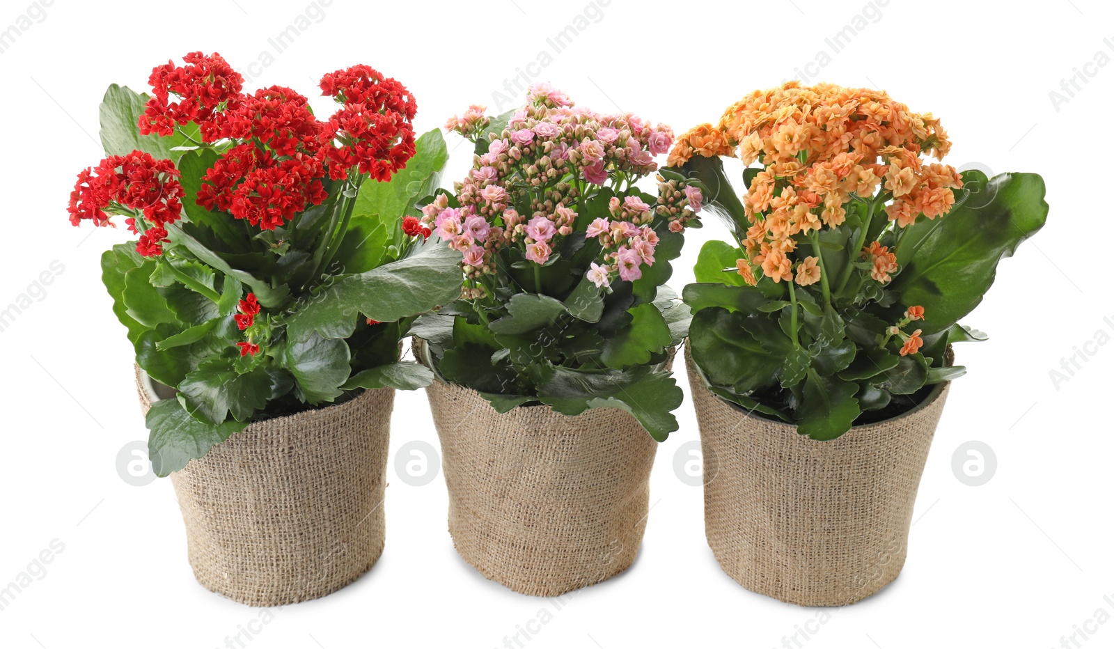 Photo of Beautiful kalanchoe flowers in pots isolated on white