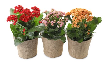 Beautiful kalanchoe flowers in pots isolated on white