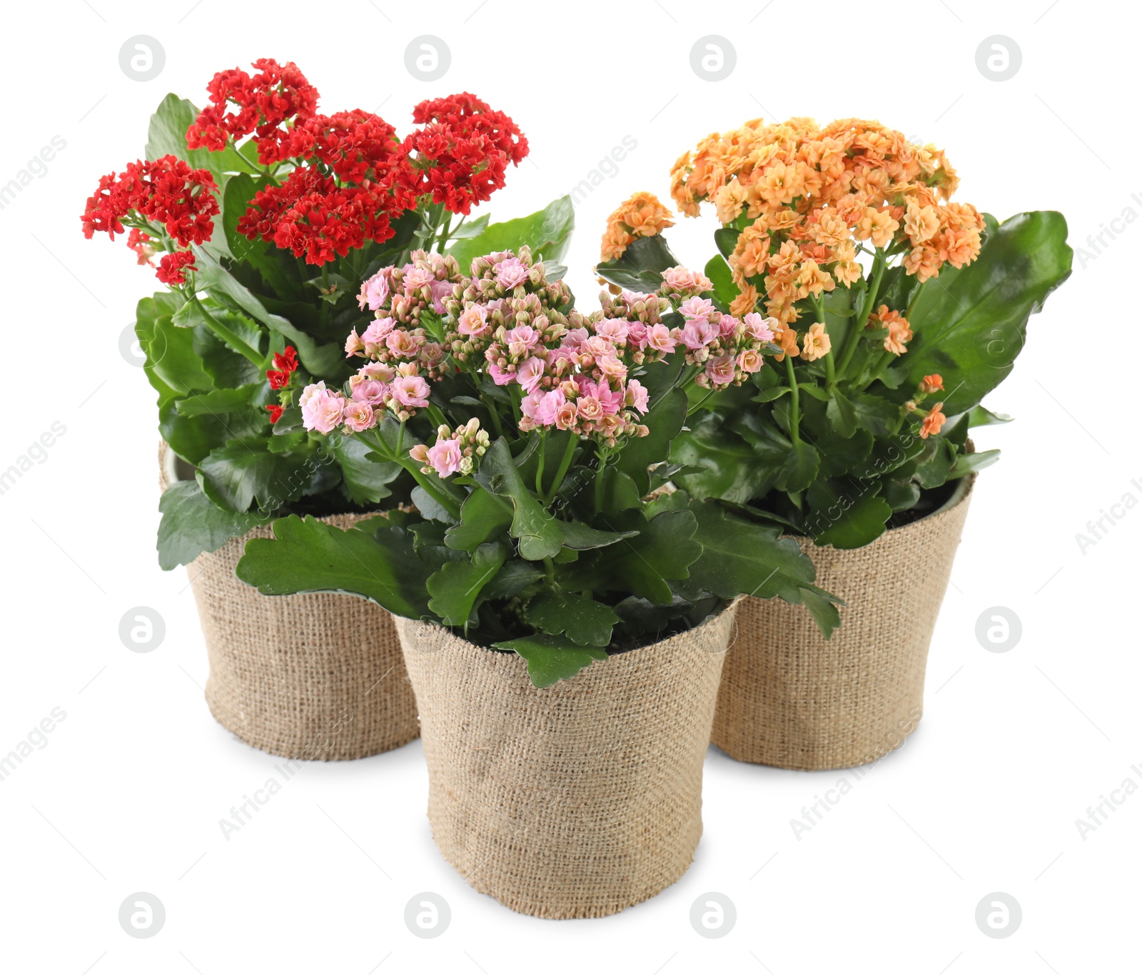 Photo of Beautiful kalanchoe flowers in pots isolated on white