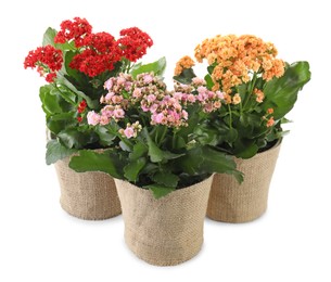 Beautiful kalanchoe flowers in pots isolated on white