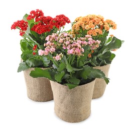 Photo of Beautiful kalanchoe flowers in pots isolated on white