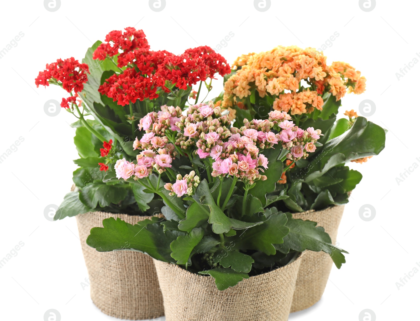 Photo of Beautiful kalanchoe flowers in pots isolated on white