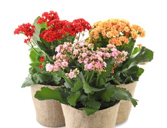 Beautiful kalanchoe flowers in pots isolated on white